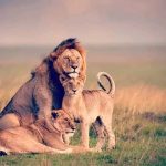 Budget Safari Tanzania