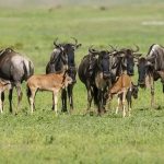 Wildlife photography tours Tanzania