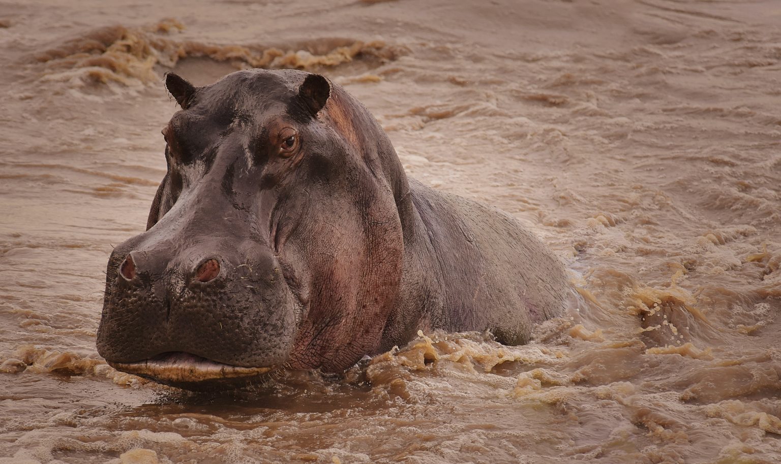 Tanzania Safari
