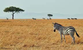 Ngorongoro