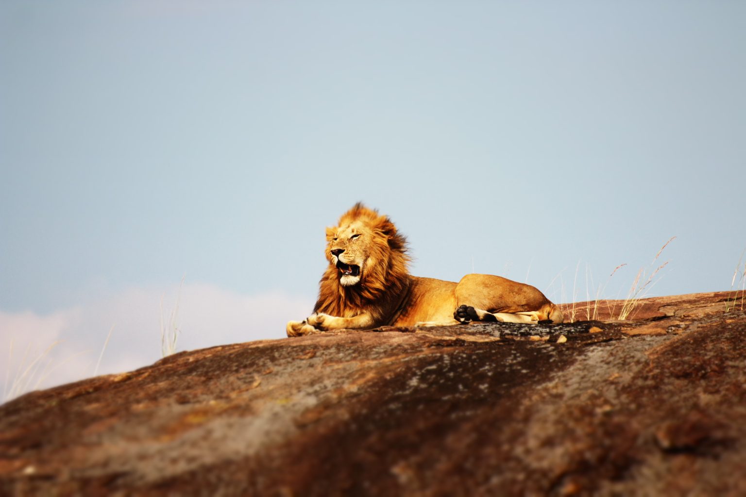 Tanzania Safari