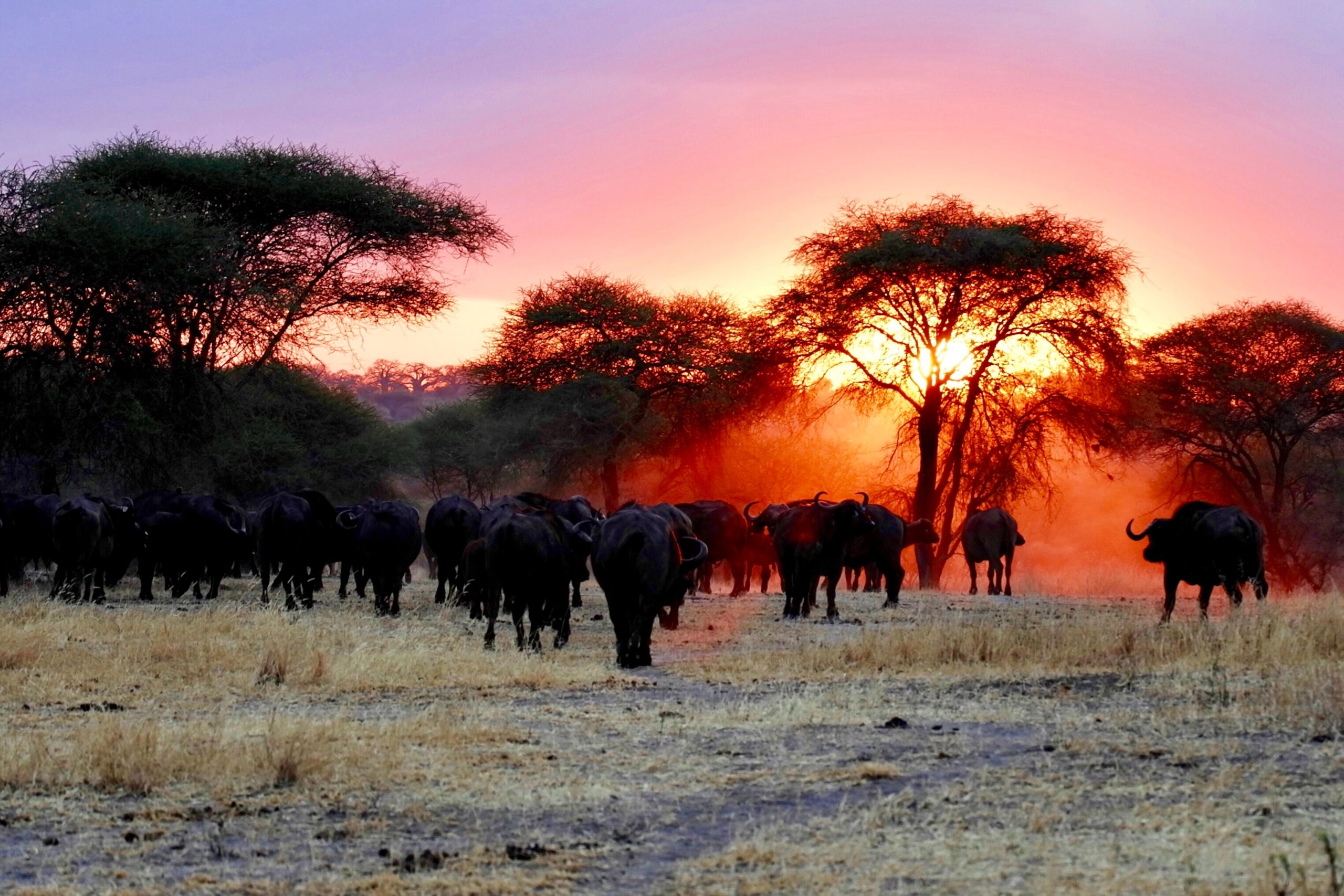 4 DAYS TANZANIA SAFARI