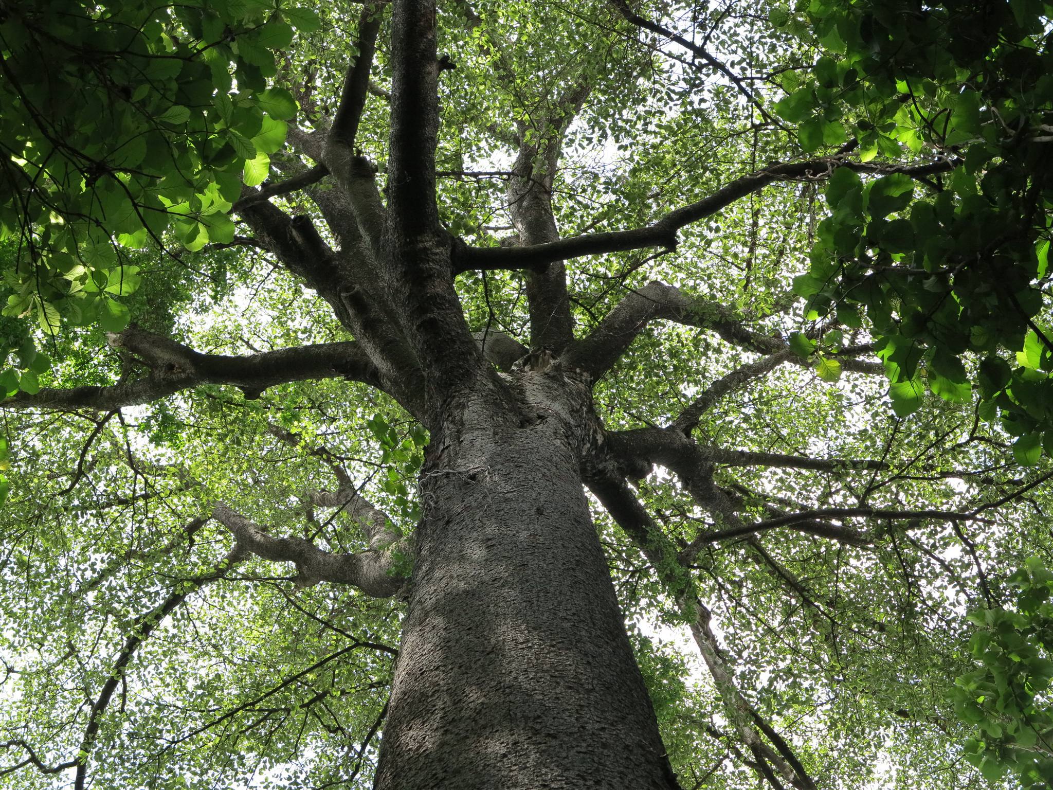 Rau Forest Day Trip
