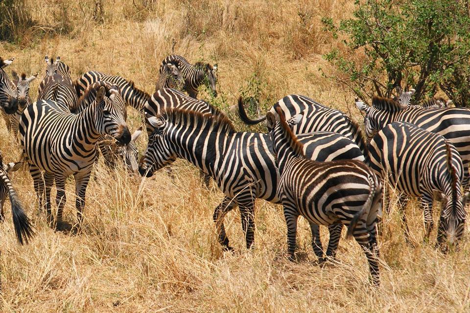 9 Days Ngorongoro Highlands Trek