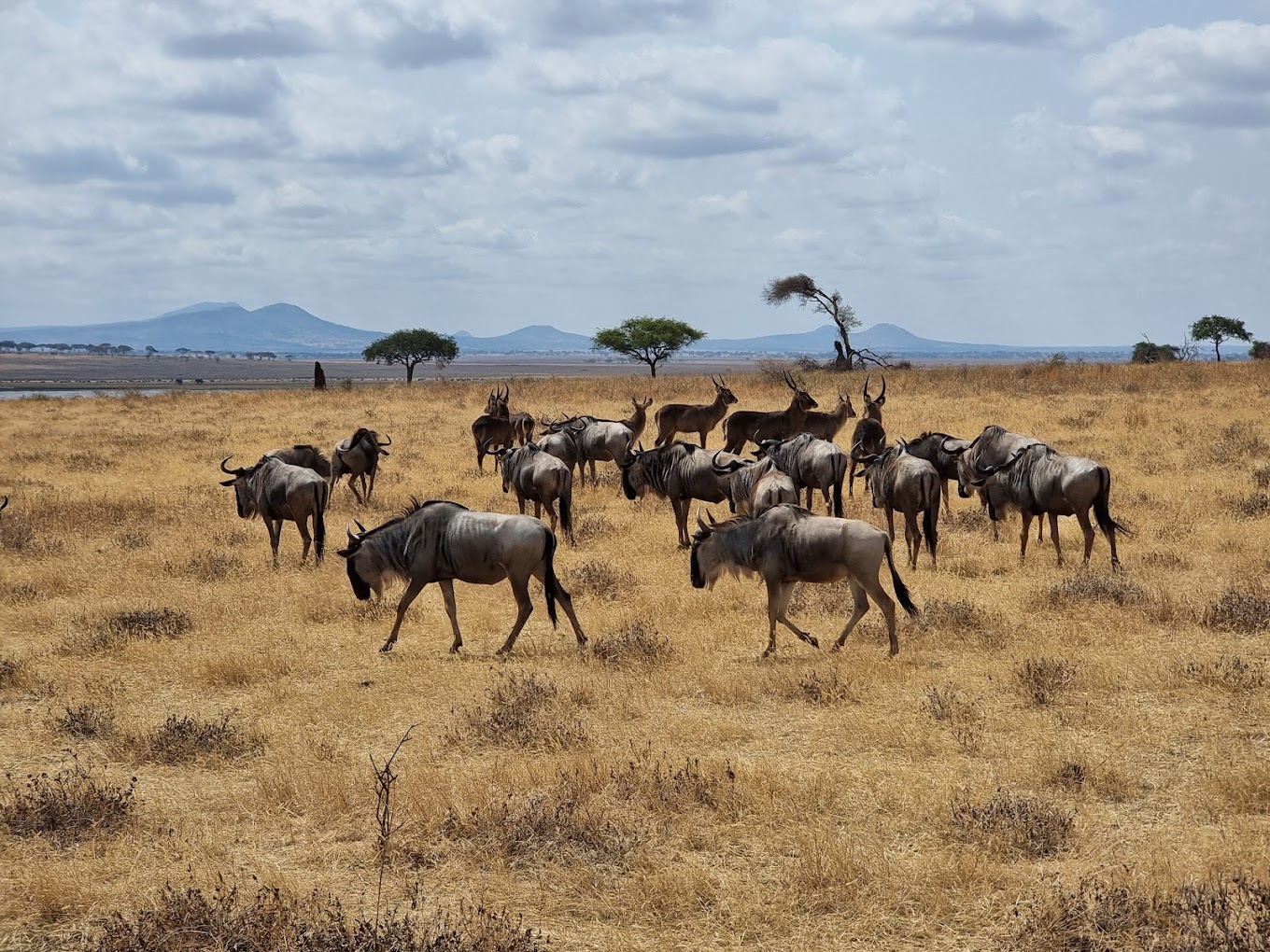 Ngorongoro Crater Day Trip